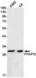 PHAPI2 antibody western blot K562 C6 STJA0034718