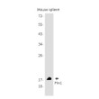 Pin1 antibody western blot mouse spleen STJA0034725