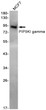 PIP5KI gamma antibody western blot MCF-7 STJA0034727