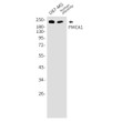 PMCA1 antibody western blot U87-MG human placenta STJA0034738