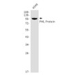 PML protein antibody western blot A549 lysates STJA0034739