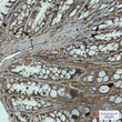 PP1C alpha/beta antibody immunohistochemistry mouse colon STJA0034746