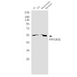 PPP2R5E antibody western blot C6 3T3 mouse rat brain STJA0034748