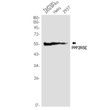 PPP2R5E antibody western blot human placenta HeLa 293T STJA0034748