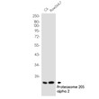 Proteasome beta 9 antibody western blot C6 Raw2647 lysates STJA0034759