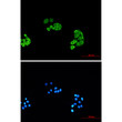Proteasome subunit alpha type 6 antibody immunocytochemistry HeLa STJA0034760
