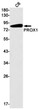 PROX1 antibody western blot C6 cells STJA0034763