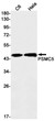 PSMC5 antibody western blot C6 HeLa STJA0034769
