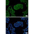 PSMC5 antibody immunocytochemistry HeLa cells STJA0034769