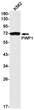 PWP1 antibody western blot K562 cells STJA0034778