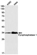 Pyrophosphatase 1 antibody western blot K562 HeLa STJA0034779