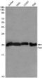 Ran antibody western blot Jurkat HeLa COS7 Raji STJA0034795