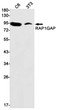 RAP1GAP antibody western blot C6 3T3 STJA0034798