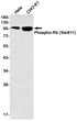 Phospho-Rb Ser811 antibody western blot HeLa CHO-K1 STJA0034803