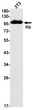 Rb antibody western blot 3T3 lysates STJA0034804