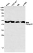 RbAp48 antibody western blot HeLa CHO-K1 C6 Jurkat STJA0034806