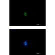 RUNX antibody immunocytochemistry Jurkat cells STJA0034832