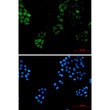 S100A4 antibody immunocytochemistry HeLa cells STJA0034835