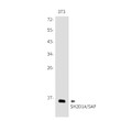 SH2D1A/SAP antibody western blot 3T3 lysates STJA0034852