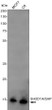SH2D1A/SAP antibody western blot MCF-7 C6 lysates STJA0034852