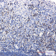 SHP1 antibody immunohistochemistry human tonsil STJA0034854