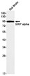 SIRP alpha antibody western blot rat brain STJA0034856