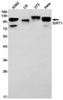 SIRT1 antibody western blot K562 C6 3T3 HeLa STJA0034857