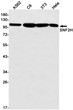 SNF2H antibody western blot K562 C6 3T3 HeLa STJA0034871