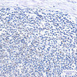 SNF5 antibody immunohistochemistry human tonsil STJA0034872