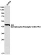 SSTR3 antibody western blot Jurkat lysates STJA0034877