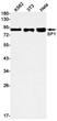 SP1 antibody western blot K562 3T3 HeLa STJA0034879