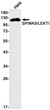 SPINK5 antibody western blot HeLa lysates STJA0034882