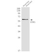 STIP1 antibody western blot mouse brain heart STJA0034893