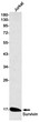 Survivin antibody western blot Jurkat lysates STJA0034901