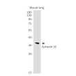 Syntaxin 16 antibody western blot mouse lung STJA0034904
