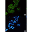 Tec antibody immunocytochemistry HeLa cells STJA0034924