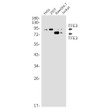 TFE3 antibody western blot HeLa 293T RAW2647 Jurkat STJA0034925
