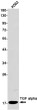 TGF alpha antibody western blot K562 lysates STJA0034926