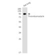 Thrombomodulin antibody western blot rat lung STJA0034928