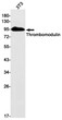 Thrombomodulin antibody western blot 3T3 lysates STJA0034928