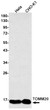 TOMM20 antibody western blot HeLa CHO-K1 STJA0034939