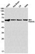 TRAF6 antibody western blot K562 rat brain C6 HeLa STJA0034942