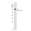 Transferrin antibody western blot K562 cells STJA0034945