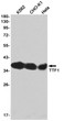 TTF1 antibody western blot K562 CHO-K1 HeLa STJA0034961