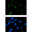 TPPP antibody immunocytochemistry LNCaP cells STJA0034964