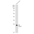 TPPP antibody western blot mouse brain STJA0034964