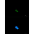 UBA2 antibody immunocytochemistry 293 cells STJA0034971