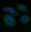 FGFR1 antibody immunofluorescence HeLa cells STJA0035992