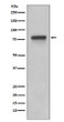 5HT4 Receptor antibody western blot Caco2 STJA0035994