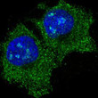 eIF5A antibody immunofluorescence HeLa cells STJA0036006